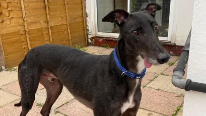 Kennel coat: why does my new greyhound smell?
