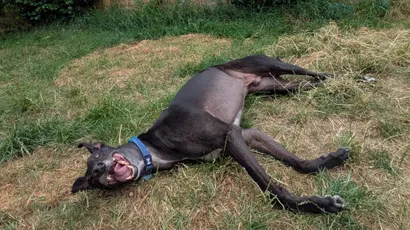 Do greyhounds make good first dogs?