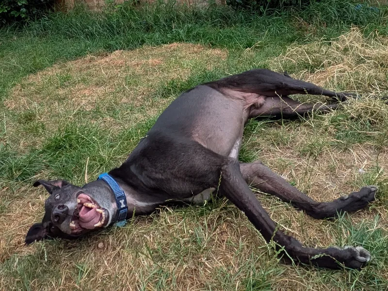 A black greyhound lies on his side on the grass, he looks very happy