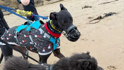 How using a muzzle made me feel more confident when walking my greyhound