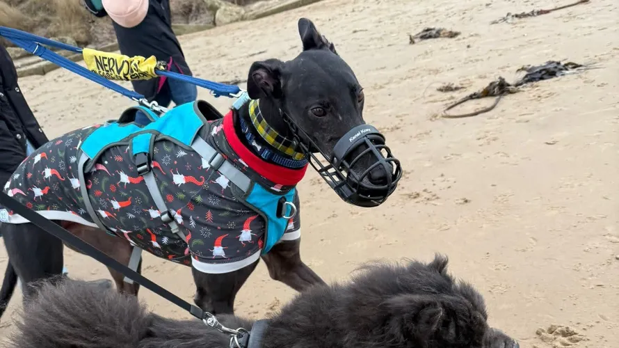 How using a muzzle made me feel more confident when walking my greyhound