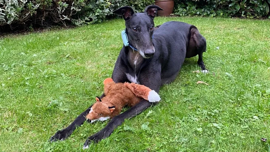 Understanding and managing prey drive in greyhounds