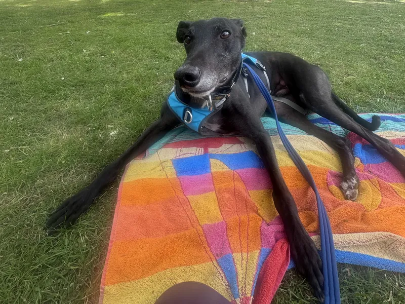 A black greyhound lies on a colourful mat on a patch of grass, looking at the person behind the camera
