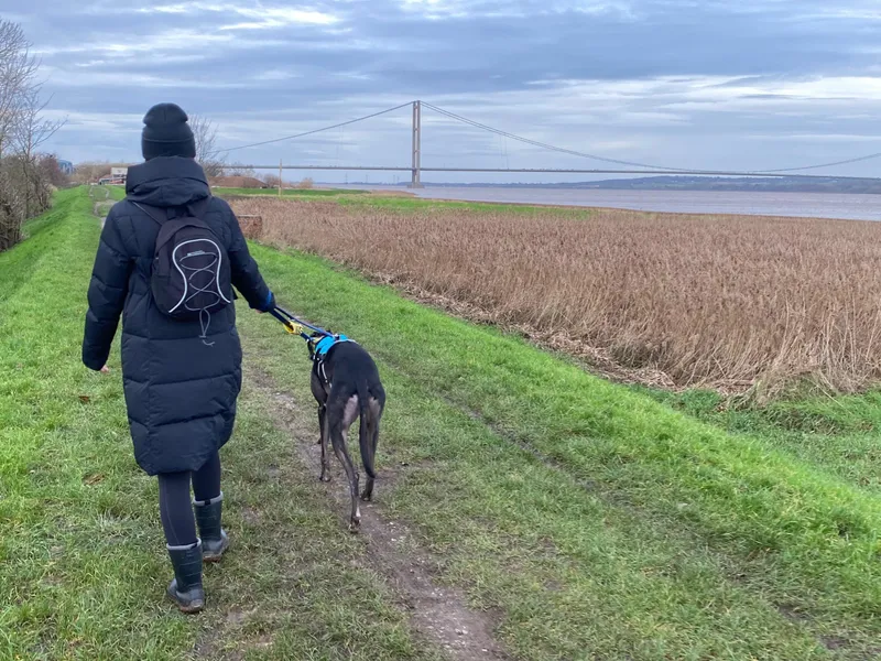 A person dressed in black coat, hat and wellies walks a black greyhound along a riverside walkway. There is a bridge in the distance.