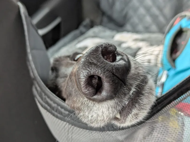 Very close up of black greyhound's muzzle, as he leans his head against the side of a car hammock.