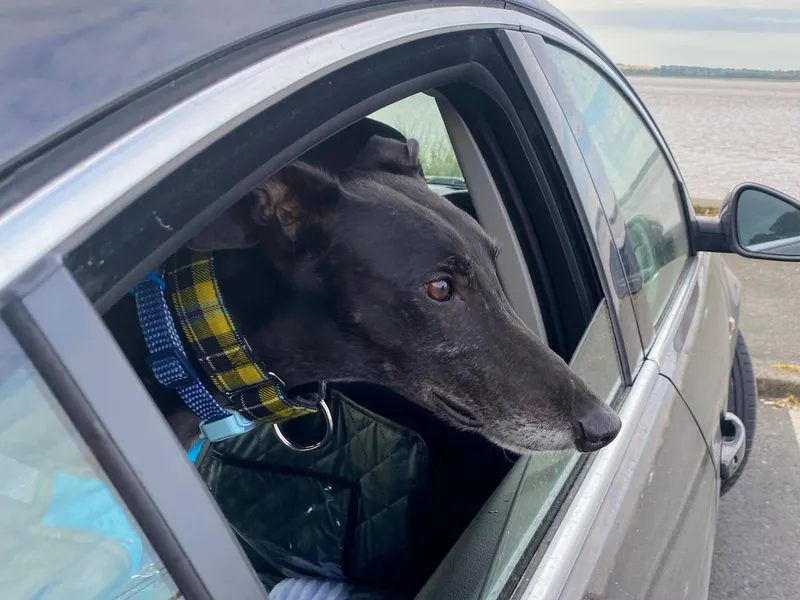 A black greyhound is looking out of a car window. He has big brown eyes and wears a yellow tartan collar.