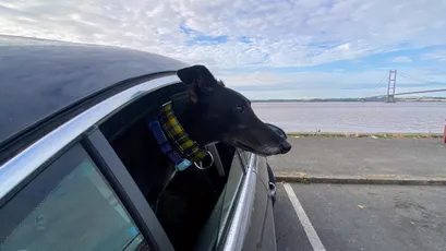 How to travel with your greyhound in the car