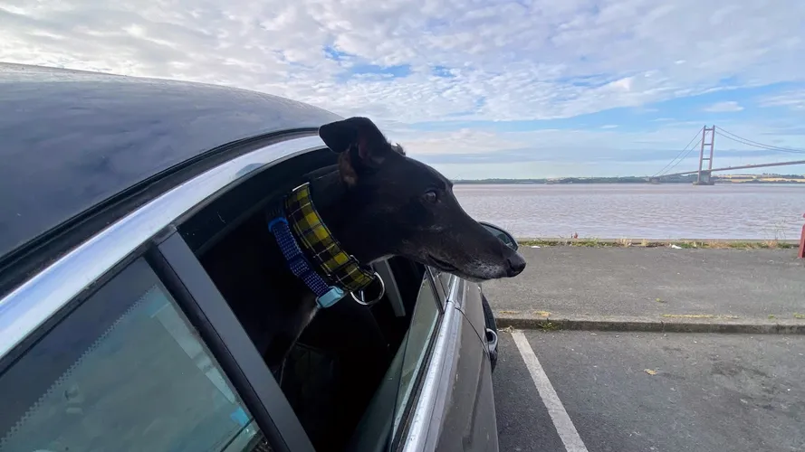 How to travel with your greyhound in the car