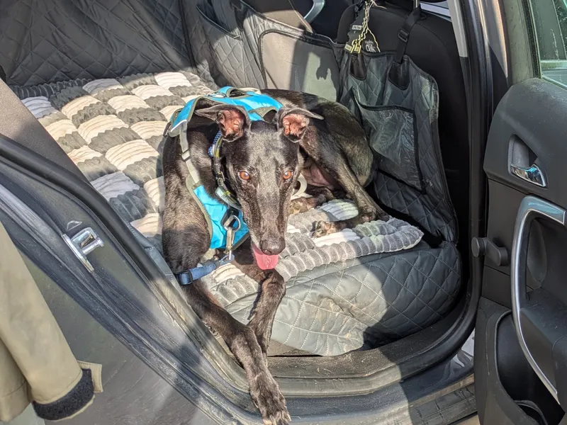 A black greyhound wearing a blue harness lies on a grey car hammock. The door is open and his paws are hanging over the edge. The sun shines on his face.