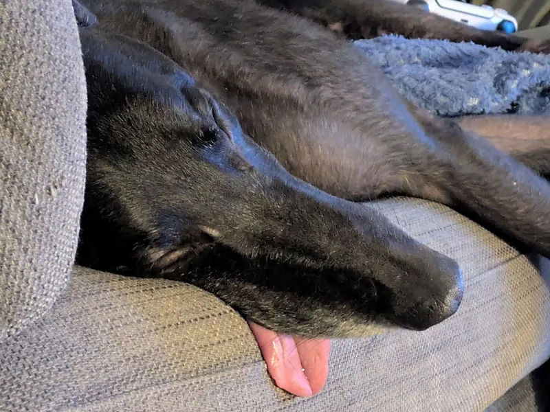 Close up of a black greyhound sleeping on the sofa; his tongue is hanging out of his mouth