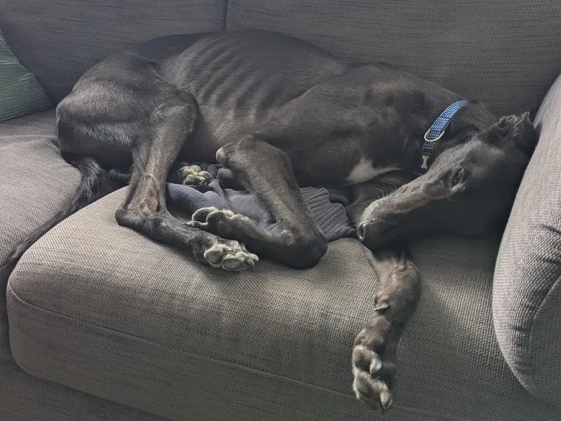 A black, underweight greyhound is sleeping on his side on a grey sofa.