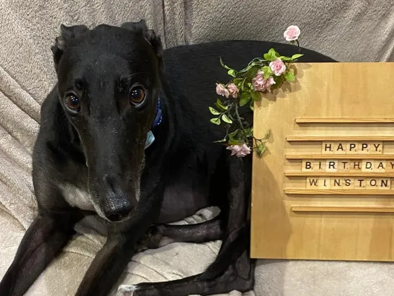 Black male greyhound looks alert with big brown eyes