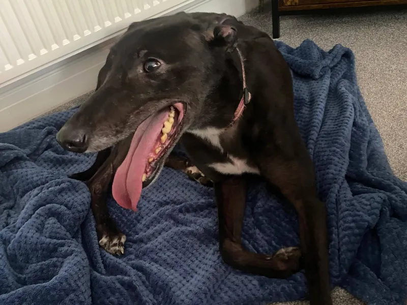 A black greyhound is lying on the floor on a blue throw. He is panting and looks quite nervous.