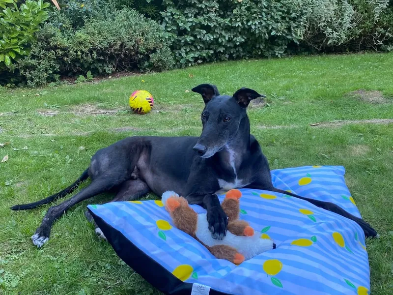 A black greyhound lies on a blue lemon-print dog bed in the garden with ears pricked up, one paw resting on an orange and white stuffed fox toy