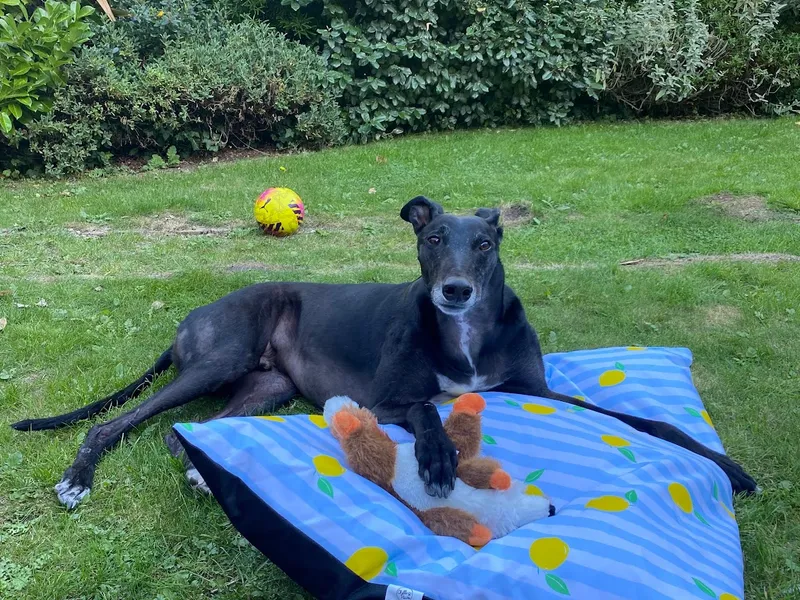 A black greyhound lies on a blue lemon-print dog bed in the garden, looking at the camera with a paw resting on an orange and white stuffed fox toy