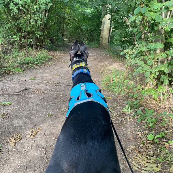 Rear view of a black greyhound on a woodland path, ears pricked fully forward in an alert hunting posture, wearing a blue harness and on a lead