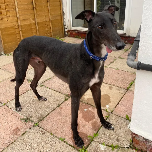 Black male greyhound with thick, coarse kennel coat