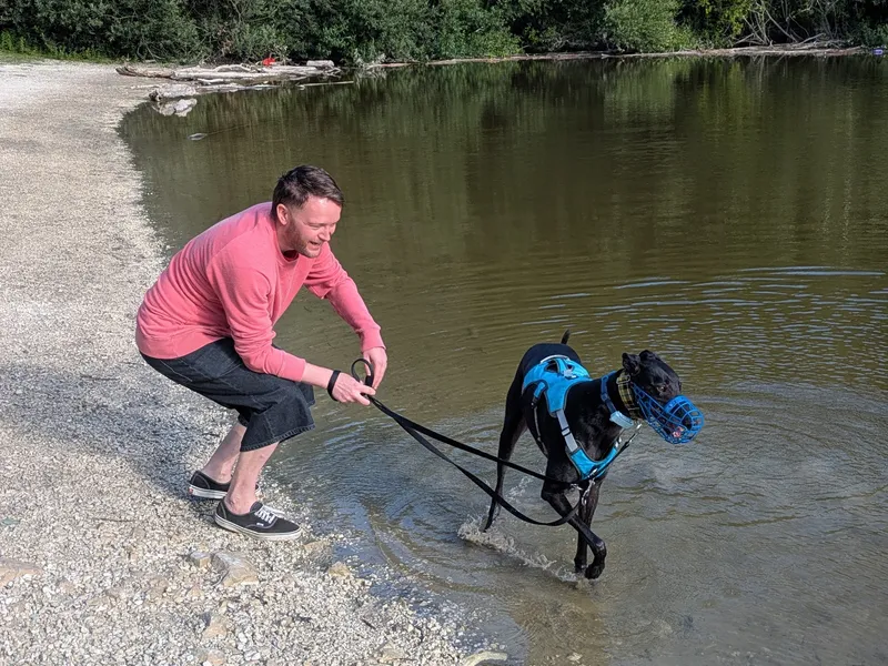 A black greyhound paddles in green-ish coloured water. He's wearing a blue basket muzzle and looks happy. A man wearing a pink jumper and black shorts is holding his lead and smiling.