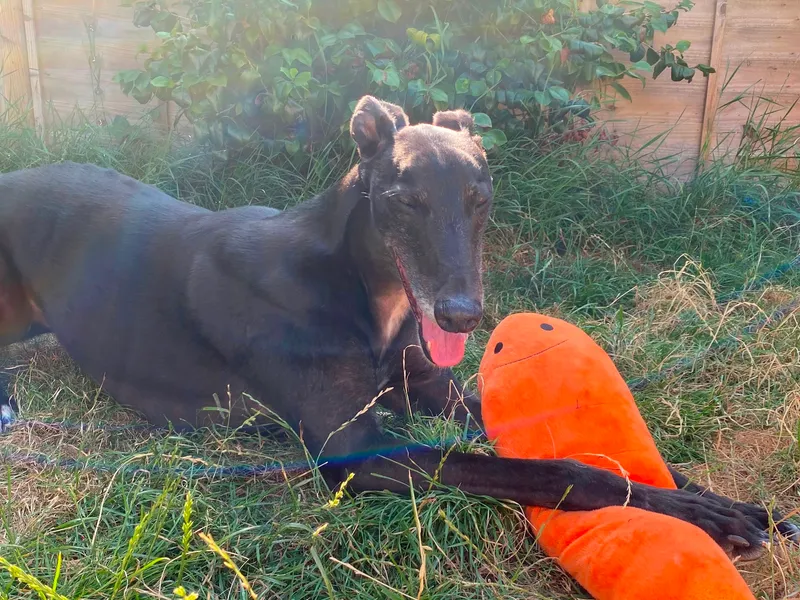 A black greyhound lies in the garden with one paw over a stuffed toy carrot; his eyes are closed and he looks happy as the sun beams down