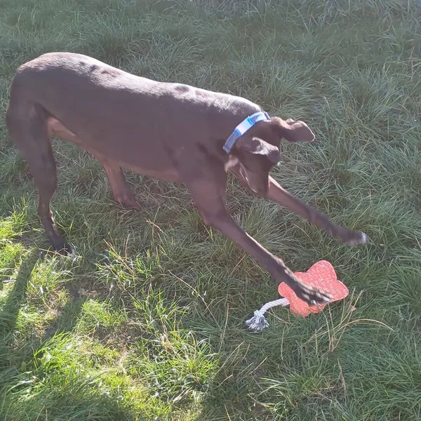 A greyhound mid-pounce in the garden, front legs stretched forward reaching for a red toy on the grass