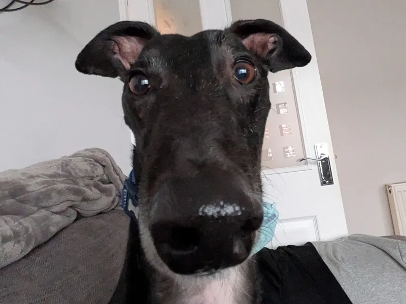 A close up of a black greyhound's face, his nosy is very shiny and his ears are perked up