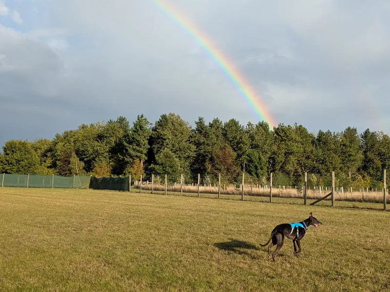 A black greyhound walks through a grassy field; there is a rainbow in the sky