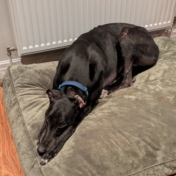 Black male greyhound with sleek, healthy coat