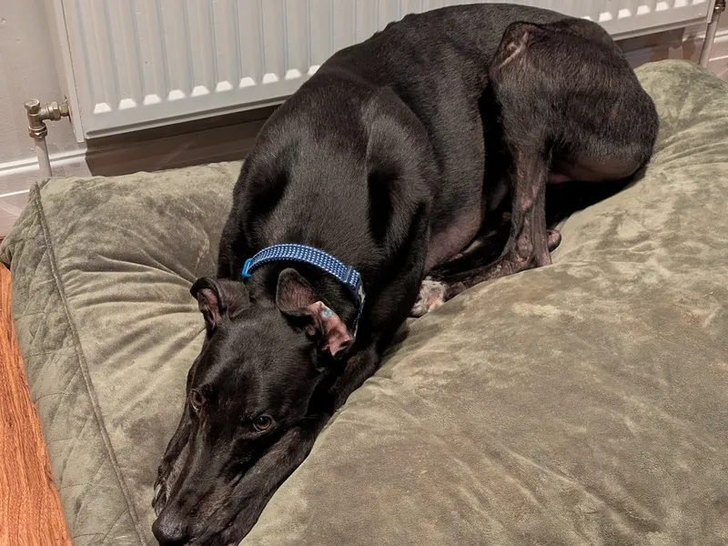 A black greyhound witha very shiny coat lies on a green dog bed