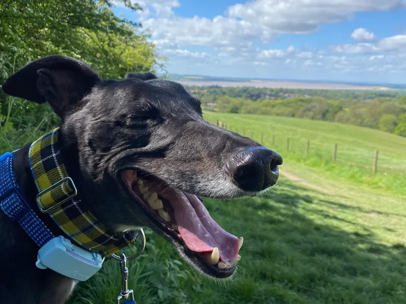 Close up of a black greyhound's face; his eyes are shut, he is panting, and there is countryside and blue sky behind him
