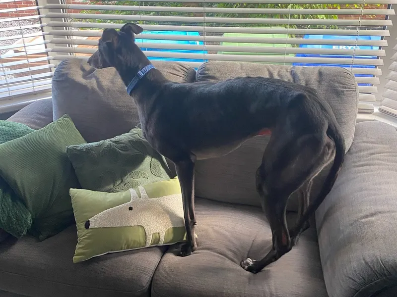 A black greyhound stands on a grey sofa, staring out of the bay window. His body language is stiff and he is on high alert.