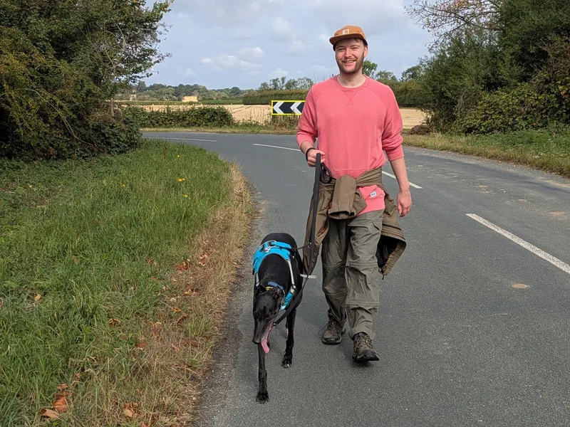 A man walks his black greyhound down a country road; the hound wears a blue harness and his tongue is hanging out