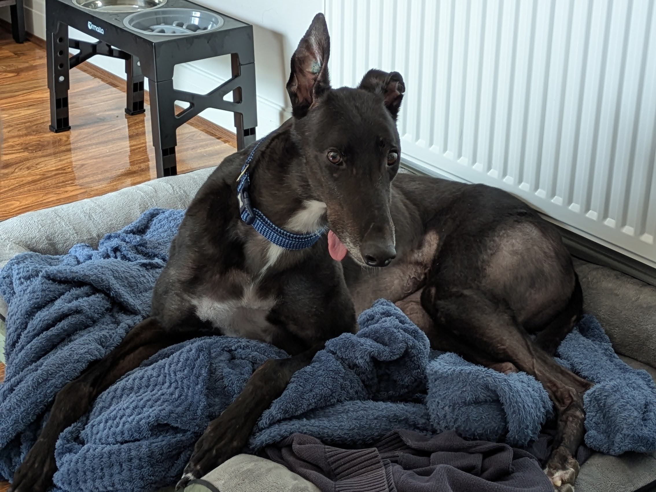 Black male greyhound is lying on his bed with a blue blanket; he looks alert and his tonge is sticking out